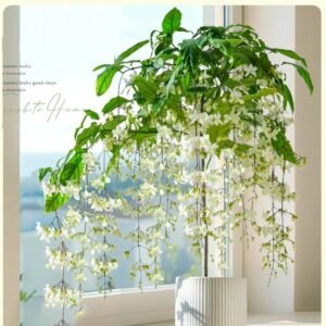 Hanging Jasmine Flower Seeds