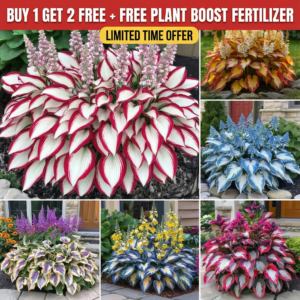 Premium Hosta Flower Seeds (Buy 1 Get 2 Free)
